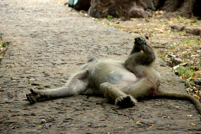 Осторожно, наглые обезьяны!