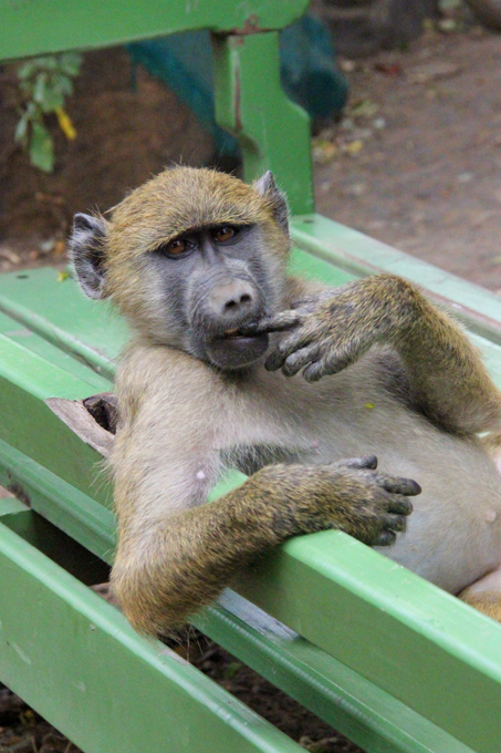 Осторожно, наглые обезьяны!