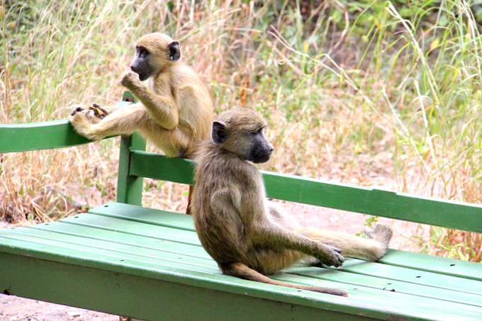 Осторожно, наглые обезьяны!