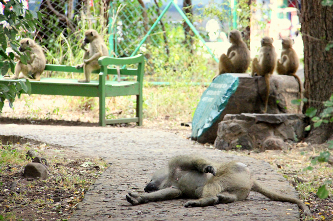 Осторожно, наглые обезьяны!