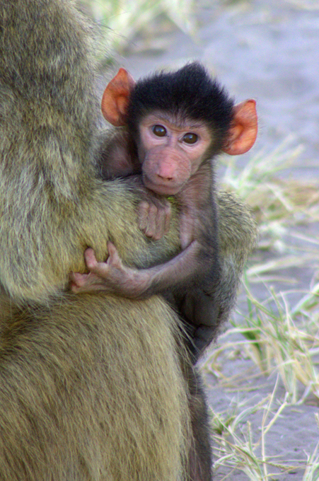 Осторожно, наглые обезьяны!