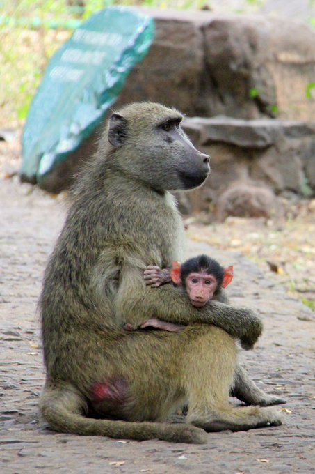 Осторожно, наглые обезьяны!