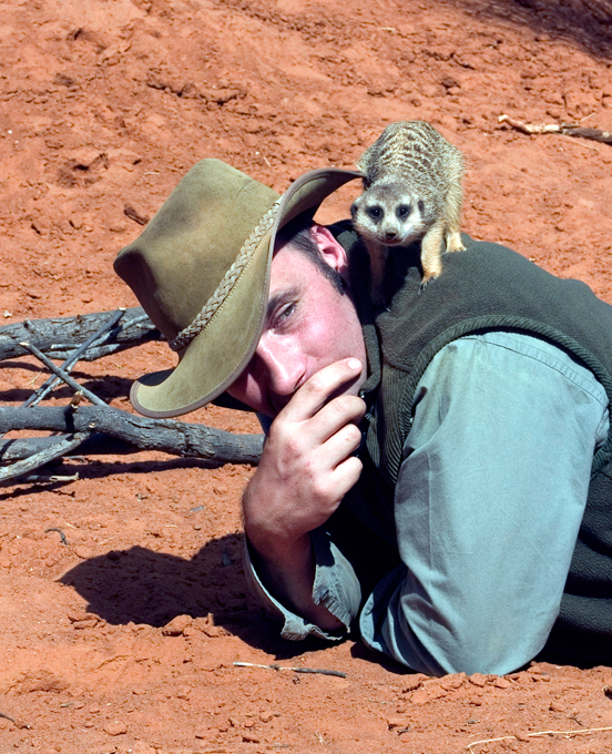 Сурикаты: хорошее настроение обеспечено