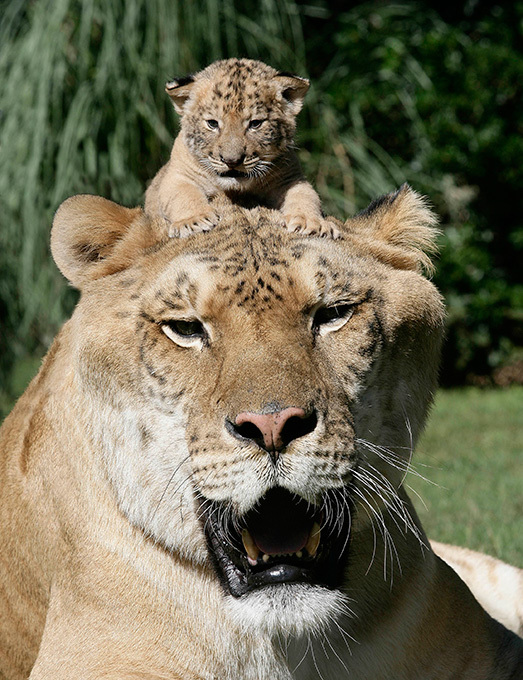 Самый большой кот в мире