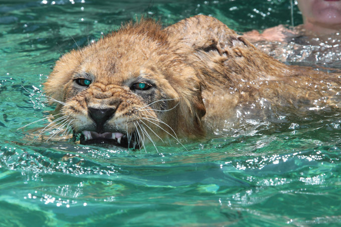 Жара, она везде жара!