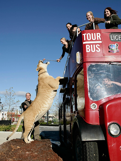 Самый большой кот в мире