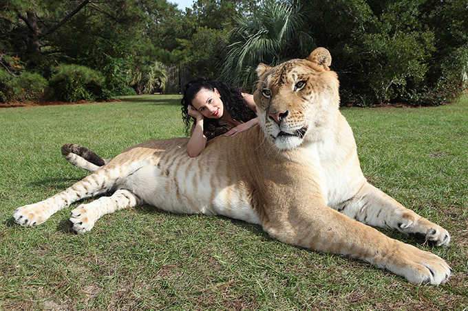 Самый большой кот в мире