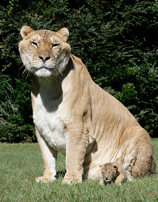 Самый большой кот в мире