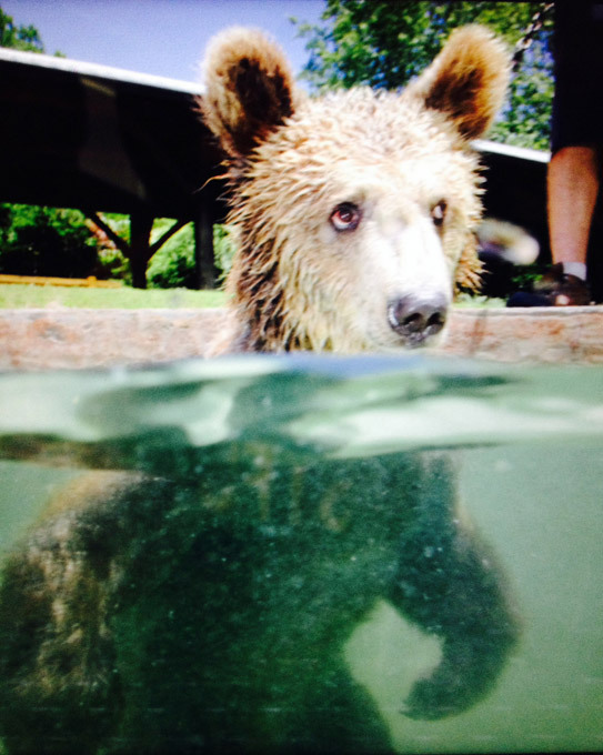 Жара, она везде жара!