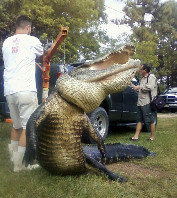 Ловись, крокодил, большой и маленький! Удачная охота