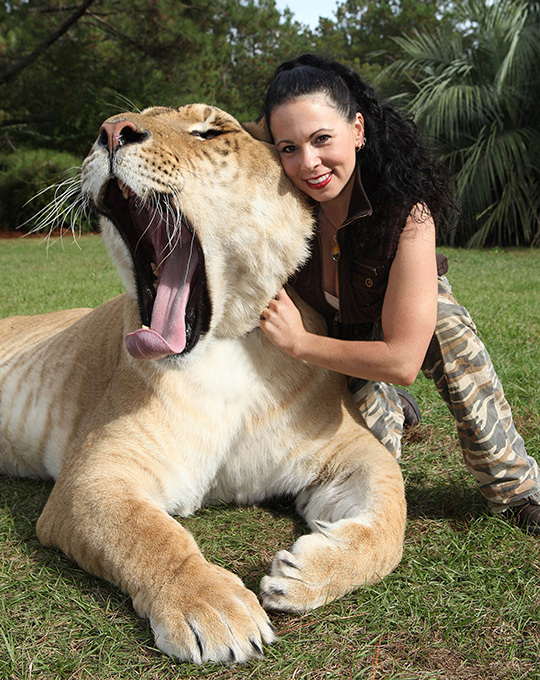 Самый большой кот в мире