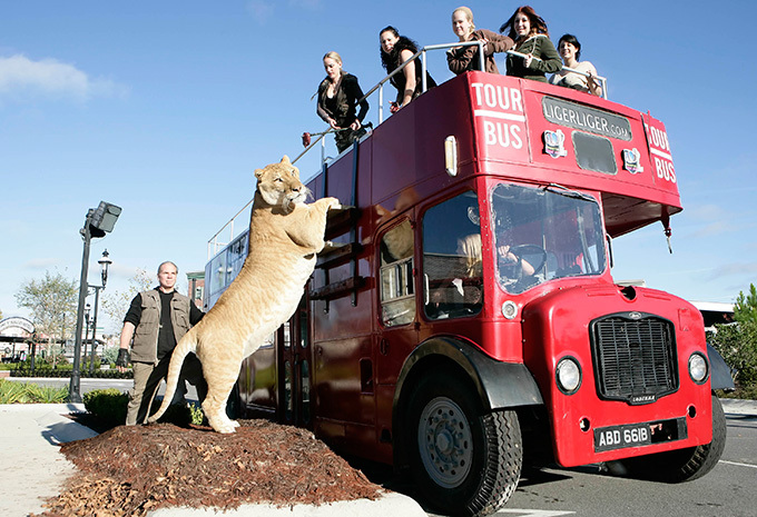 Самый большой кот в мире