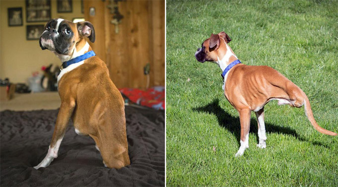 Животные, которые взорвали интернет