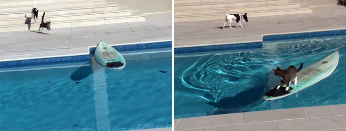 Животные, которые взорвали интернет