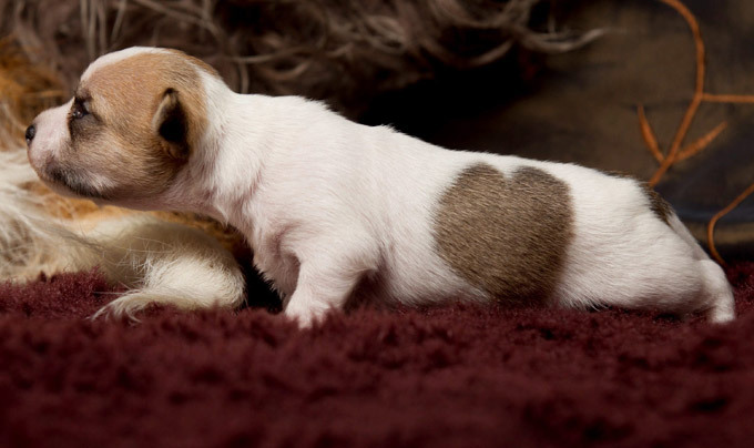 Каждый сходит с ума по-своему: но все в восторге