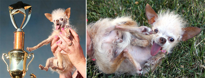 Животные, которые взорвали интернет