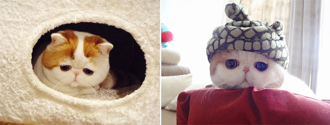 Животные, которые взорвали интернет