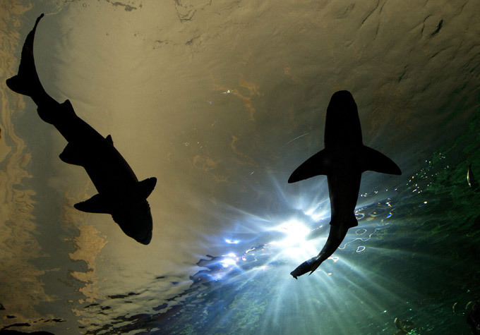 Каждый сходит с ума по-своему: но все в восторге