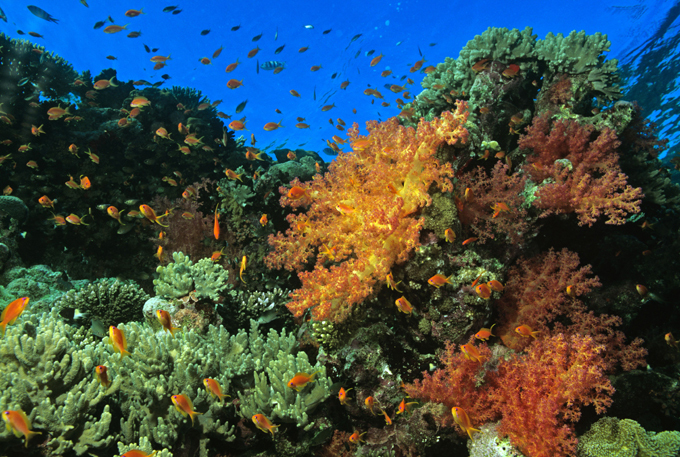 Вечная жизнь существует?