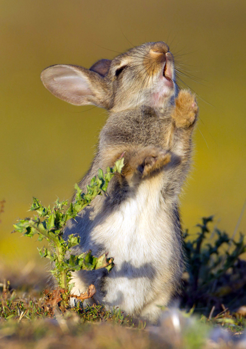 Животным человеческое не чуждо. Убедитесь!