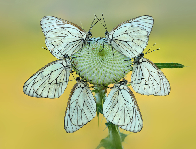 Животным человеческое не чуждо. Убедитесь!
