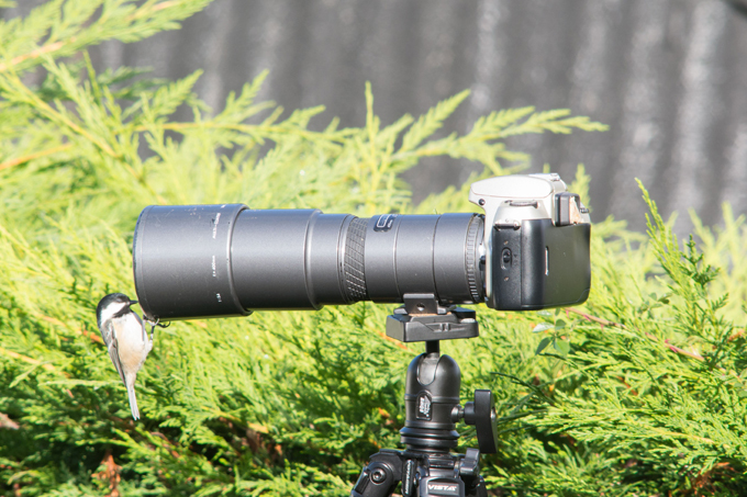 Животным человеческое не чуждо. Убедитесь!