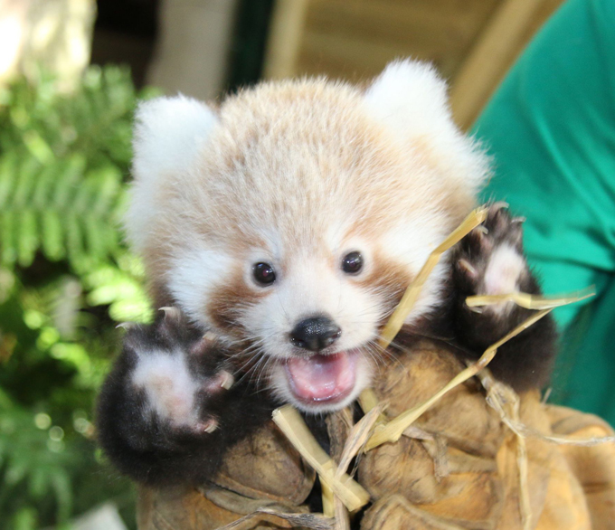 Животным человеческое не чуждо. Убедитесь!