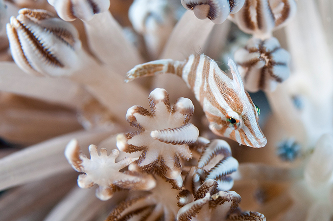 Виртуозы камуфляжа