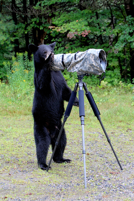 Животным человеческое не чуждо. Убедитесь!