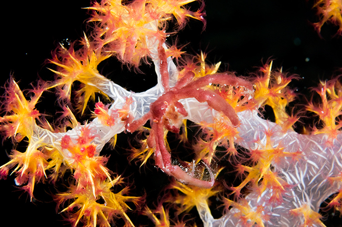 Виртуозы камуфляжа