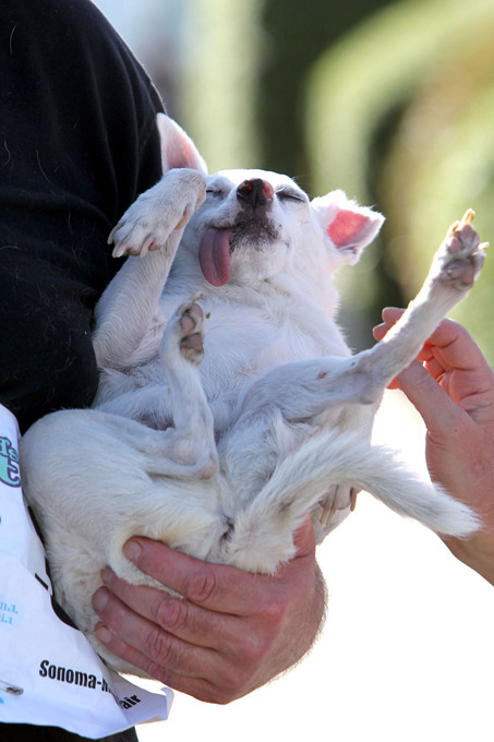 Самая уродливая собака в мире