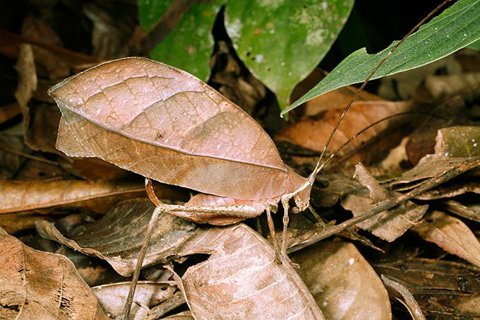 Виртуозы камуфляжа