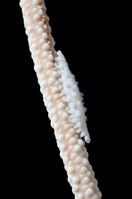 Виртуозы камуфляжа