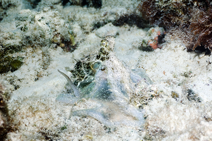 Виртуозы камуфляжа