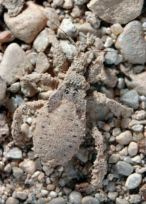 Виртуозы камуфляжа