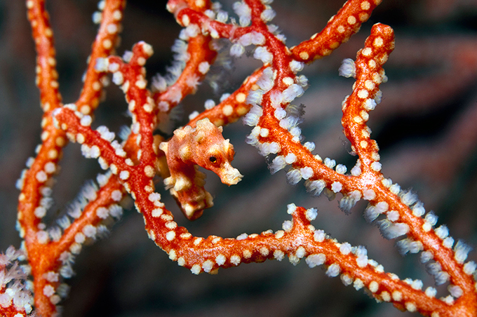 Виртуозы камуфляжа