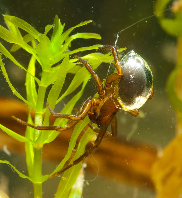 Подводный работяга