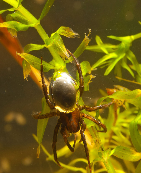 Подводный работяга