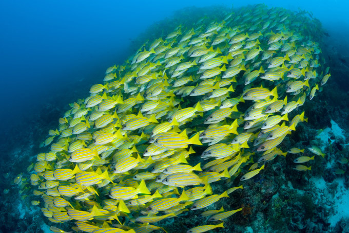 Краски подводного царства