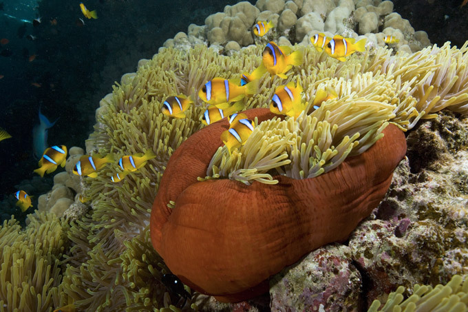 Краски подводного царства