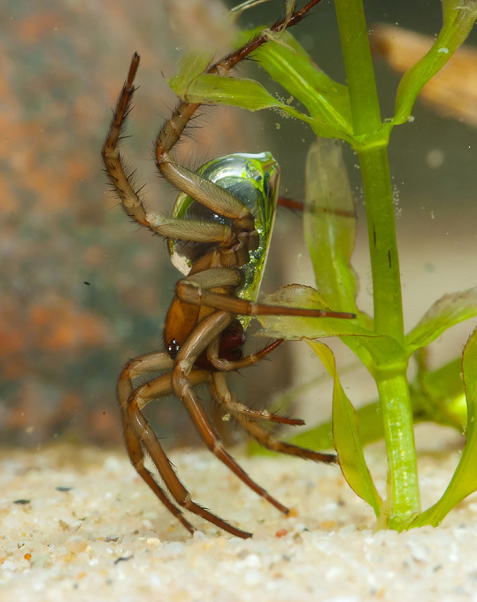 Подводный работяга