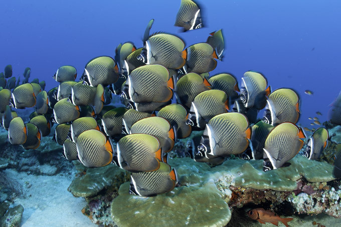 Краски подводного царства