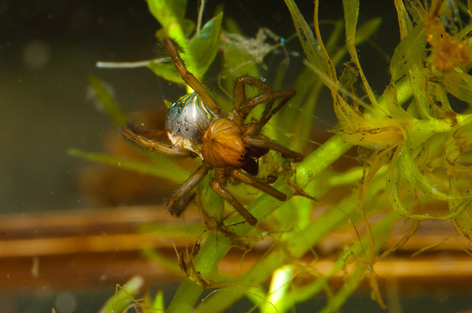 Подводный работяга