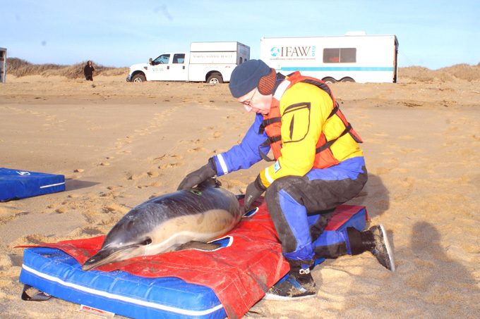 Более 60 дельфинов выбросились на берег в США
