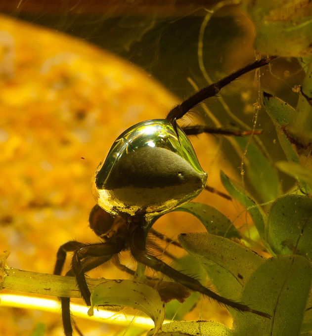 Подводный работяга