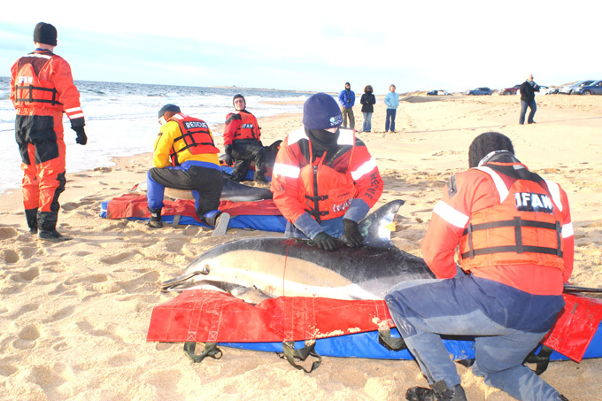 Более 60 дельфинов выбросились на берег в США