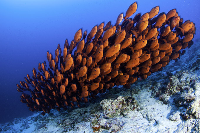 Краски подводного царства