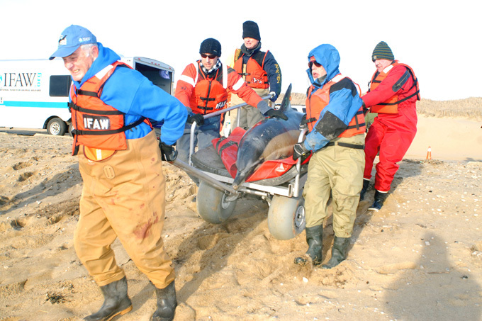 Более 60 дельфинов выбросились на берег в США