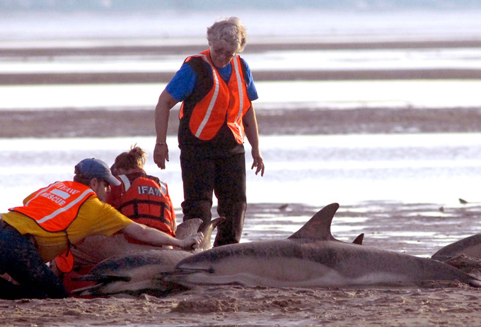 Более 60 дельфинов выбросились на берег в США
