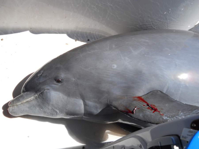 Более 60 дельфинов выбросились на берег в США